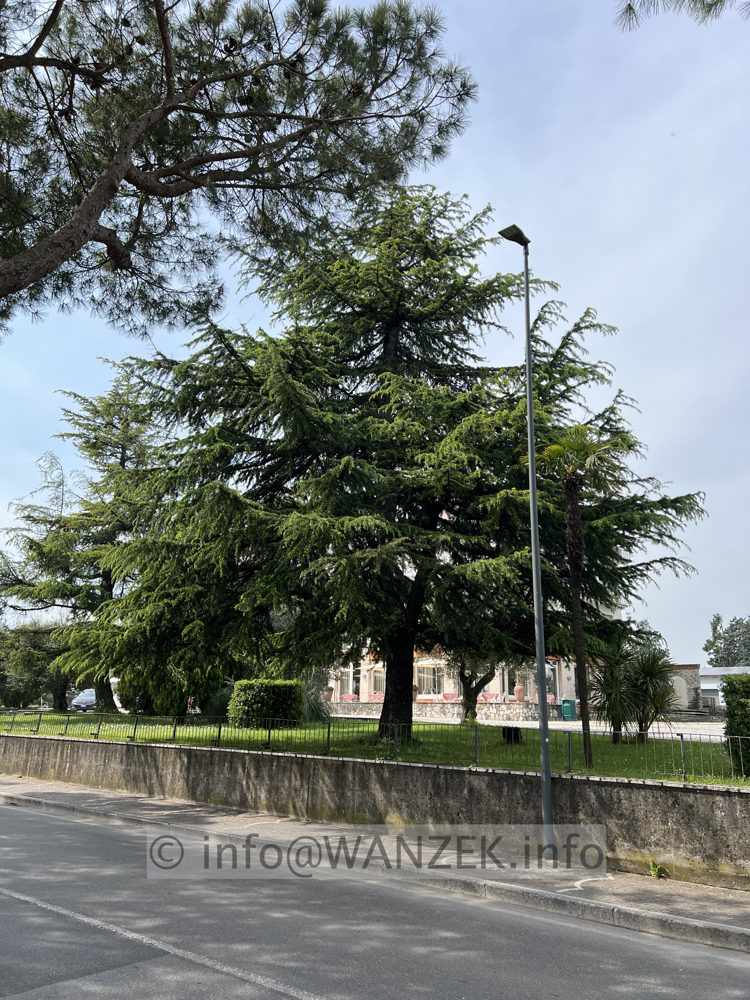 Cedrus libani - 03.jpg